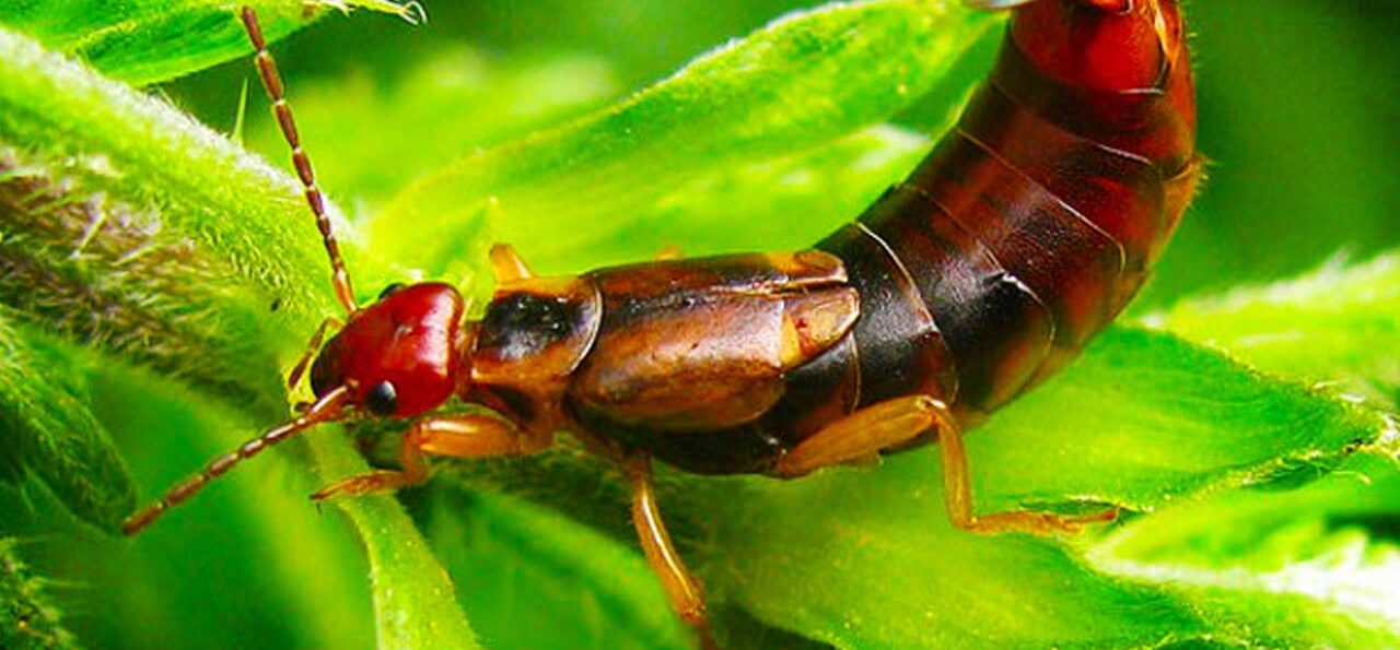 Earwig Extermination & Removal Service